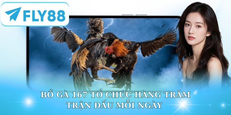 Bồ gà 167 tổ chức hàng trăm trận đấu mỗi ngày 